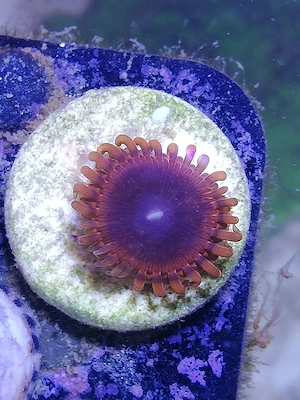 Meerwasser Zoanthus + Montipora 