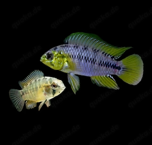 Apistogramma borelli Zwergbuntbarsch