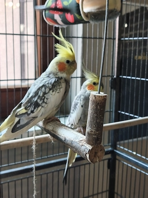 2 nymphensittiche inklusive Zimmer und Außenvoliere und Zubehör 