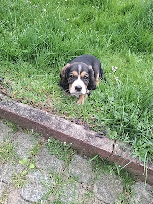 Welpen Mischling Rüde