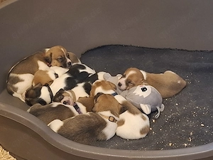 Welpen: Jack Russel Terrier zu vergeben