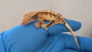 Kronengecko poss. Männchen