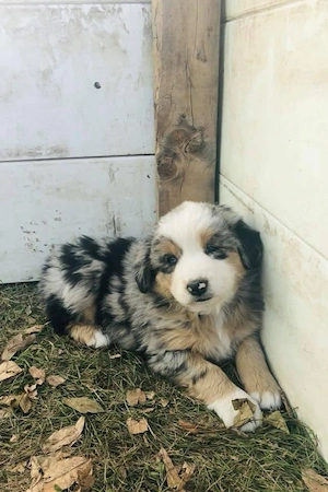 Australian Shepherd Welpen