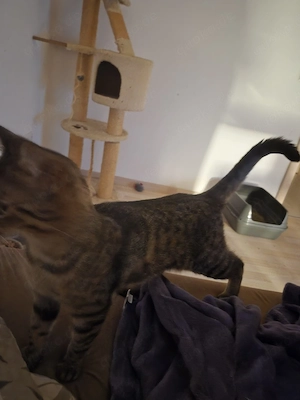 Europäische kurzhaar Katers 