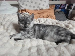   Zuckersüßes Main coon  Bkh mix Kittenmädchen sucht noch ein liebevolles Zuhause i