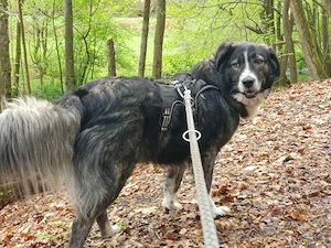 Anima, Schönheit sucht ihr Zuhause für immer 