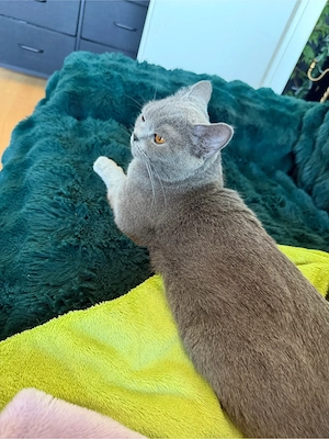 Britisch Kurzhaar Blue Dame 3 Jahre