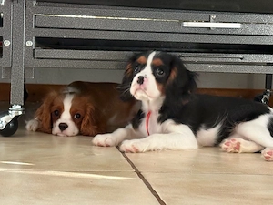 Cavalier King Charlls Spaniel