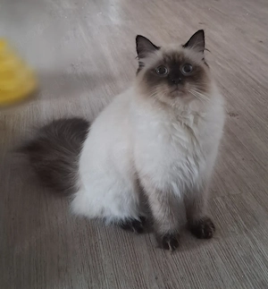 Neva masquerade sibirische weiblich Katze