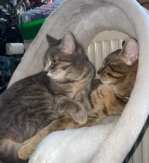 Bella & Herkules   junges Katzenpaar sucht Zuhause (Penzberg)