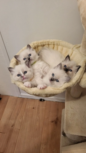 Heilige Birma - Ragdoll Edelmix Kitten