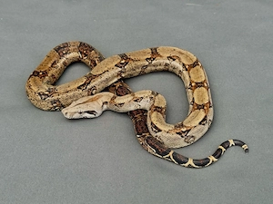 Reine Costa Rica Boa imperator abzugeben