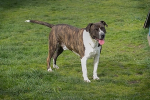 JERRY* Der aktive Rüde ist sehr aktiv und braucht Beschäftigung und Auslastung