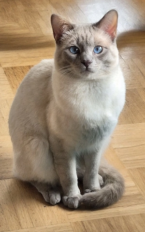 Deckkater Thai Siamkater lilac Point