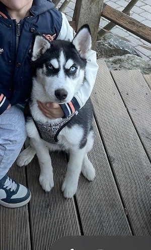 Husky Welpe 4 Monate alt.