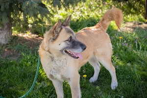 Akita Mischling *JUAN*: etwas für Kenner und Liebhaber dieser Hunderasse Bild 6