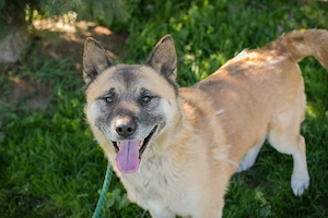 Akita Mischling *JUAN*: etwas für Kenner und Liebhaber dieser Hunderasse