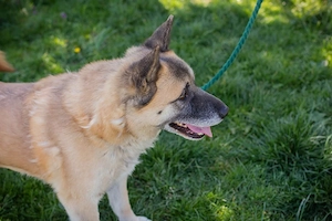Akita Mischling *JUAN*: etwas für Kenner und Liebhaber dieser Hunderasse Bild 4