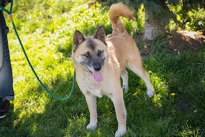 Akita Mischling *JUAN*: etwas für Kenner und Liebhaber dieser Hunderasse Bild 7