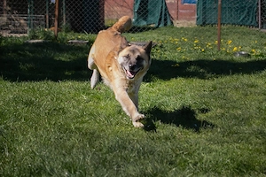 Akita Mischling *JUAN*: etwas für Kenner und Liebhaber dieser Hunderasse Bild 3