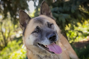 Akita Mischling *JUAN*: etwas für Kenner und Liebhaber dieser Hunderasse Bild 8