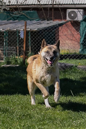 Akita Mischling *JUAN*: etwas für Kenner und Liebhaber dieser Hunderasse Bild 2