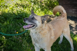 Akita Mischling *JUAN*: etwas für Kenner und Liebhaber dieser Hunderasse Bild 5