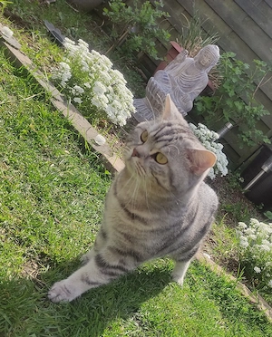 BKH Kater Whiskas mit Zubehör 