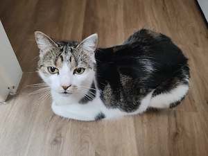 Liebevolle Katze in gute Hände abzugeben