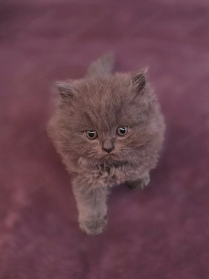 Blaues Perser Kind sucht ab Mai Kuschelpersonal 