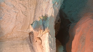 Bartagame weibl 6 Monate jung