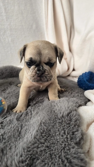 mops mischling männchen