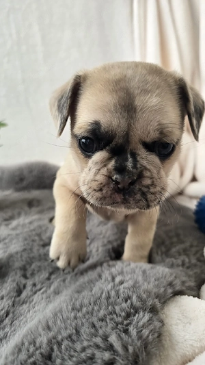 mops mischling männchen