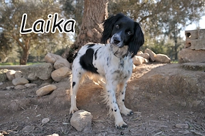 Sind Sie bereit mit der arbeitsfreudigen und intelligenten Laika ein sinnvolles Leben zu geben?