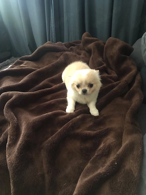 chihuhauha geboren am 13,2 . 2026  