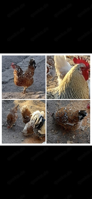 Bruteier Schwedische Blumenhühner 