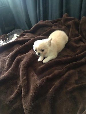 chihuhauha geboren am 13,2 . 2026   Bild 2