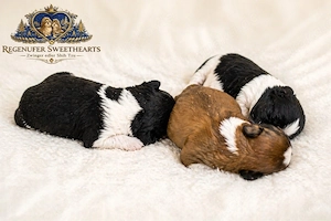 Exklusive Shih Tzu Welpen aus Championlinie von den Regenufer Sweetheart's