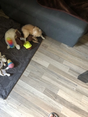 chihuhauha geboren am 13,2 . 2026   Bild 3