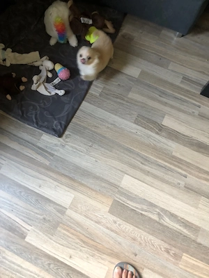 chihuhauha geboren am 13,2 . 2026   Bild 4