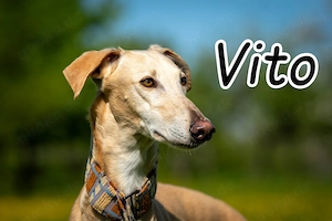 Möchtest du Vito zeigen, dass sein Weg nicht im Tierheim endet, sondern in einem liebevollen Zuhause