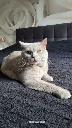 BKH Kater in lilac 