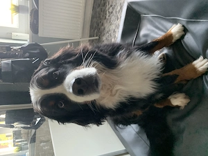 Berner Sennen Hündin 