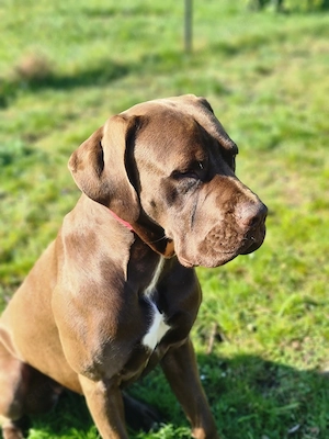 Deutsche Dogge Mix Hündin