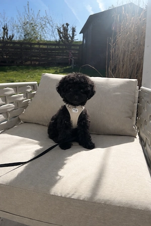 Toypudel  Zwergpudel Welpen 