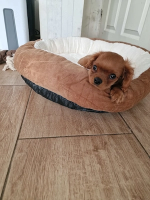 Letzter Cavalier King Charles Spaniel Rüde (Ruby)   sofort abzugeben