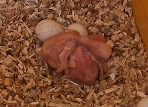 Verkaufe  Junge Halsband Sittich 