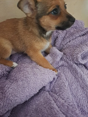 Jack Russell  Mischling Hündin 