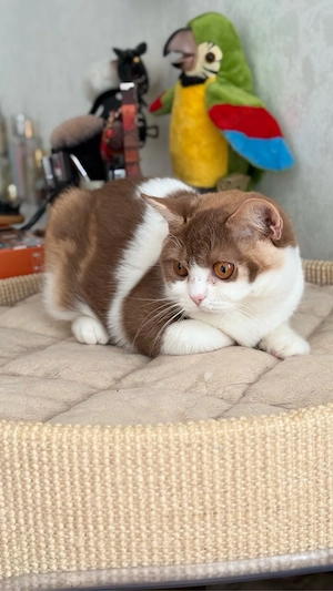 BKH Kitten  Katze
