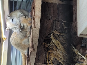 Wüstenrennmüse inklusive Nagarium